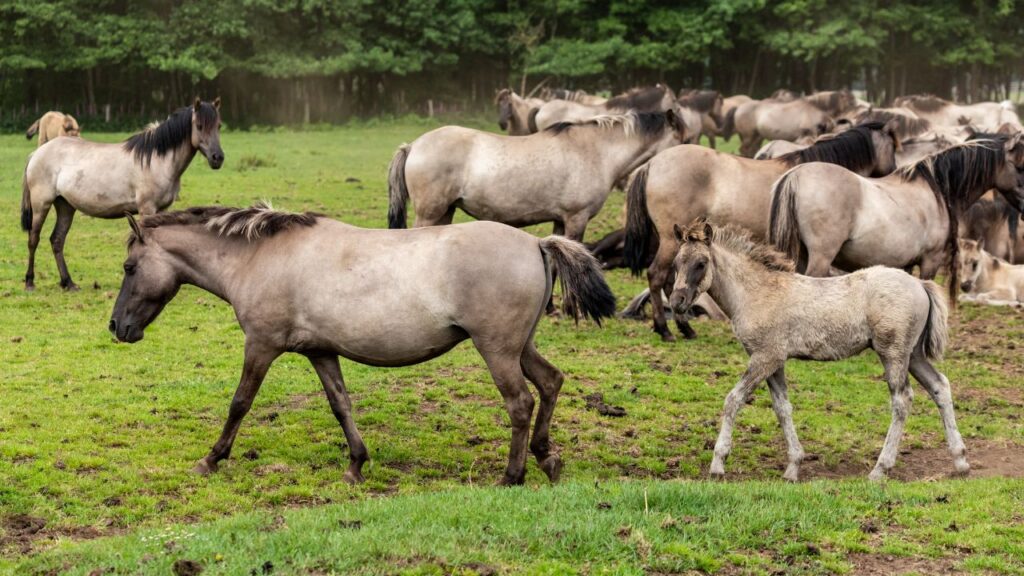 Dülmen Ponies