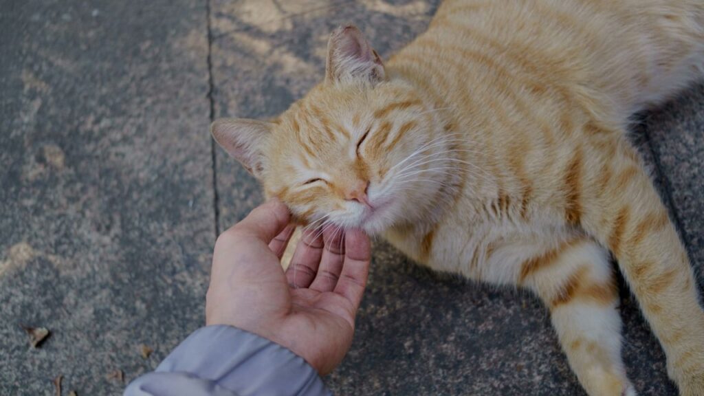 Pet Cat