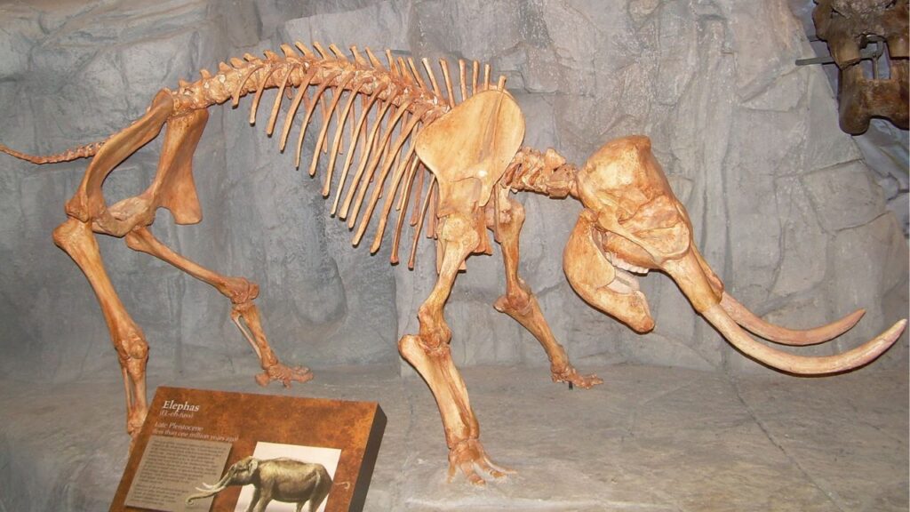 dwarf elephant