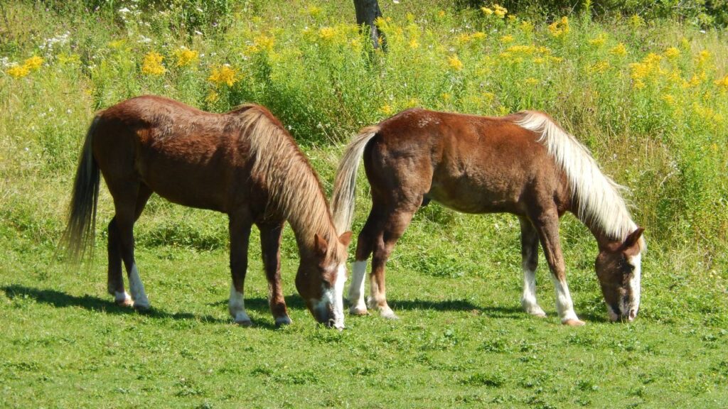 Sable Island Horses