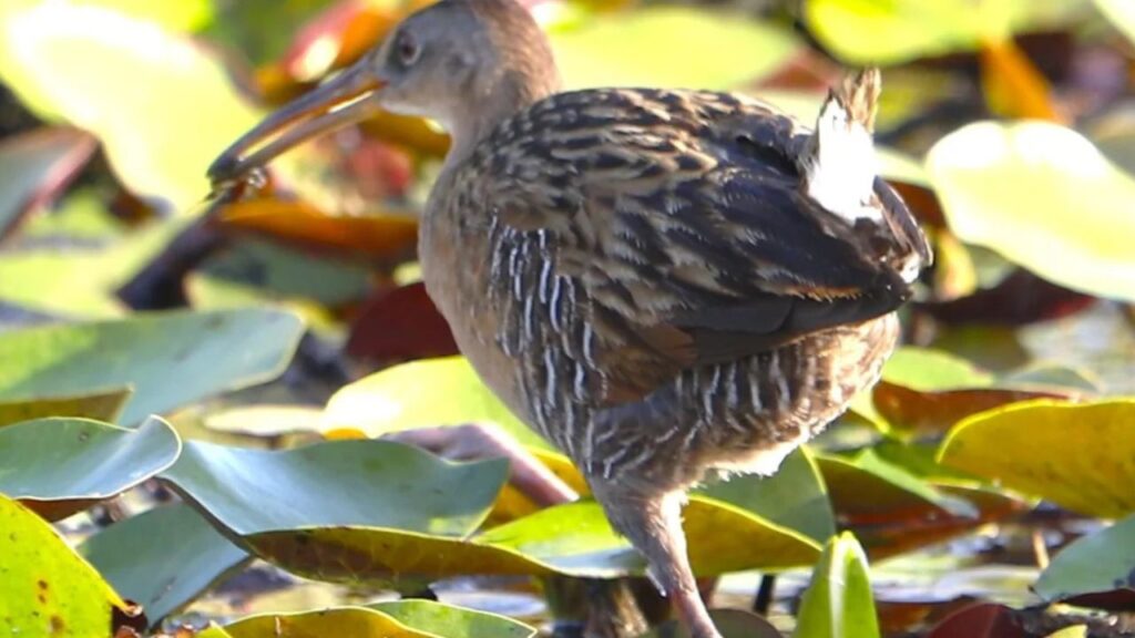 King Rail