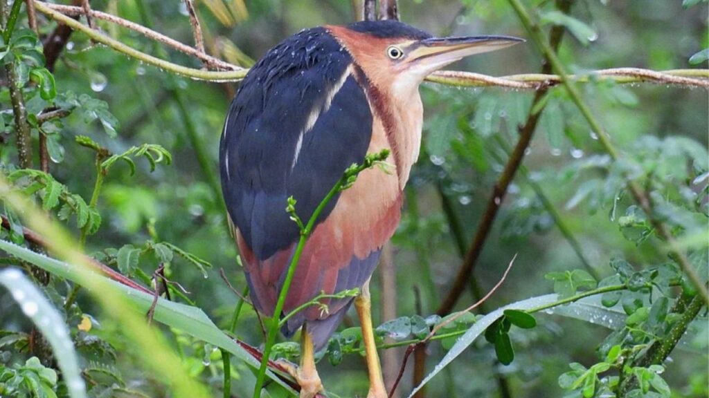 Least Bittern