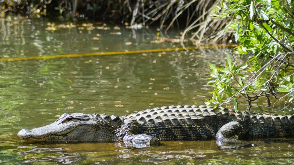 Alligator