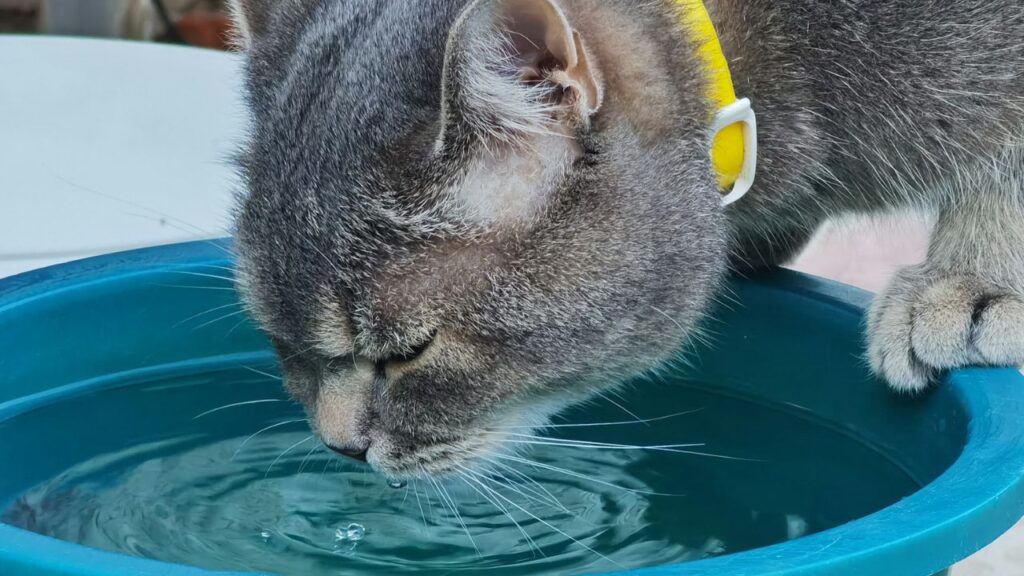 Cat Drinking Water
