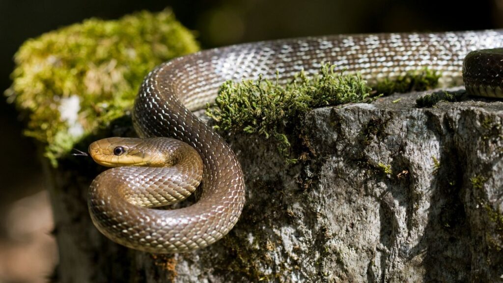Rat snake