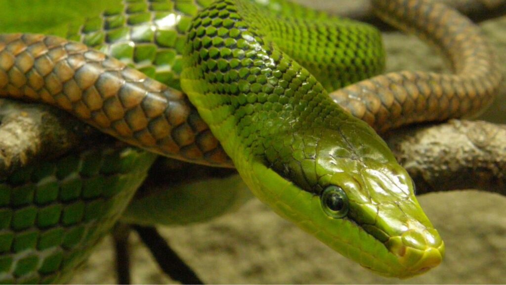 Rat snake