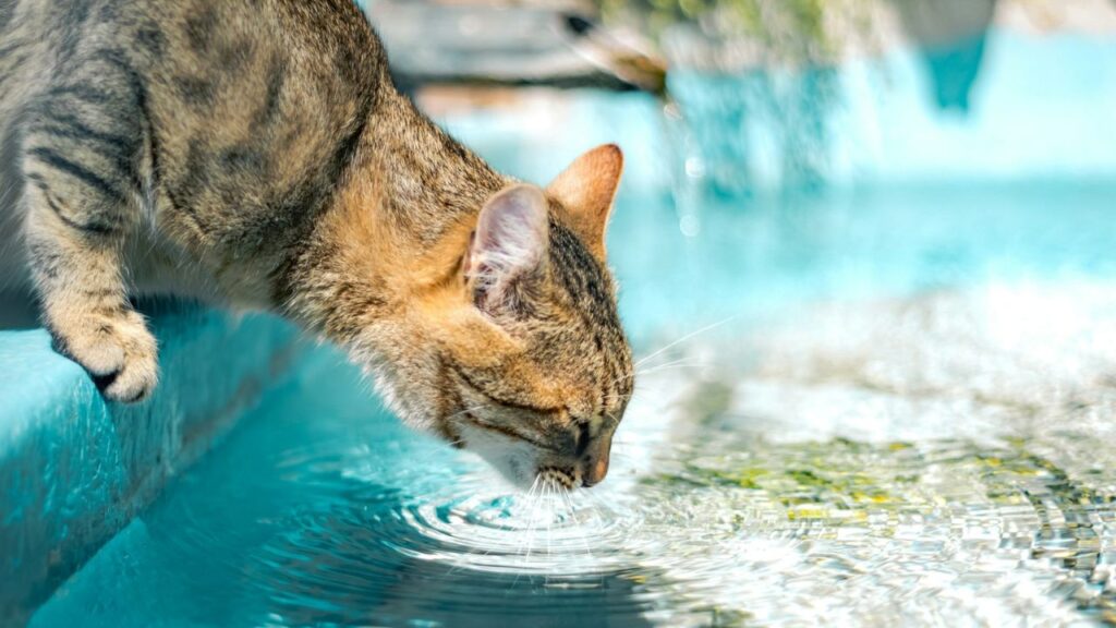 Cat Drinking