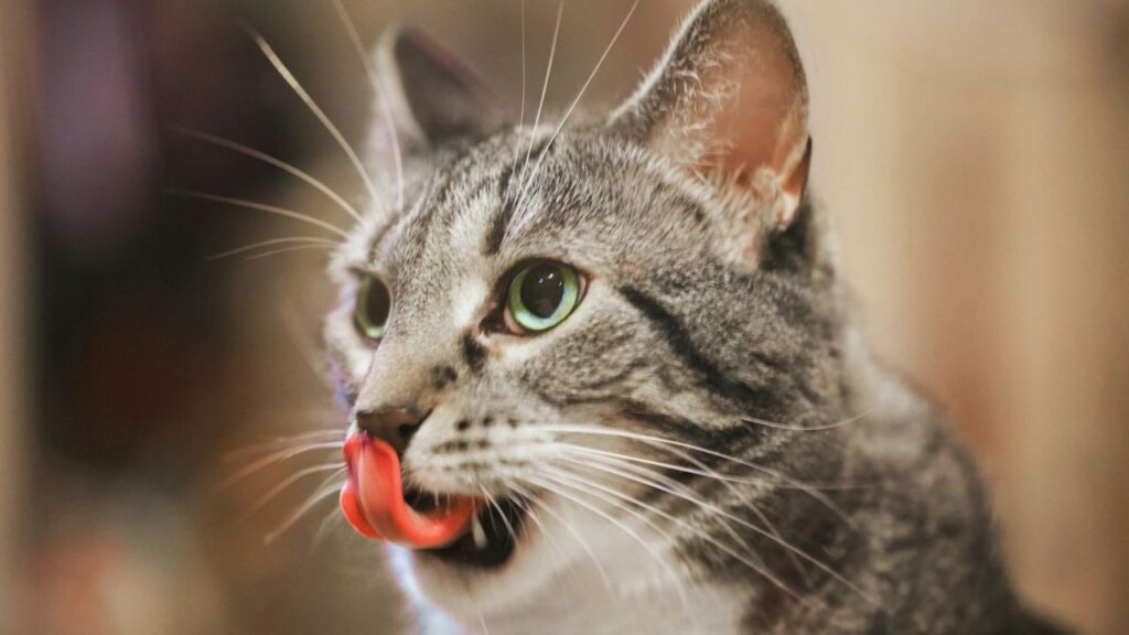 Cat Tongue