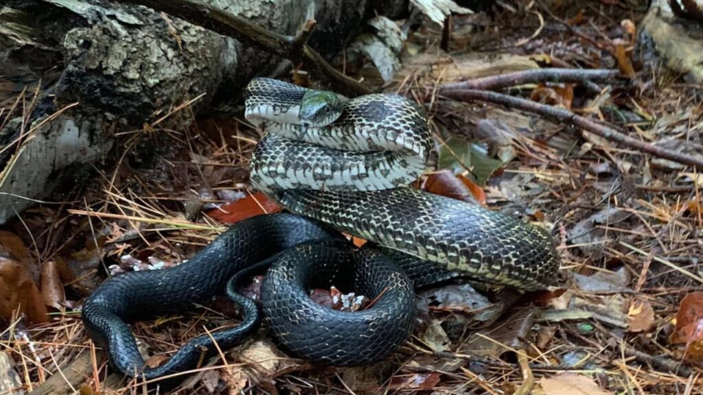 Rat snake