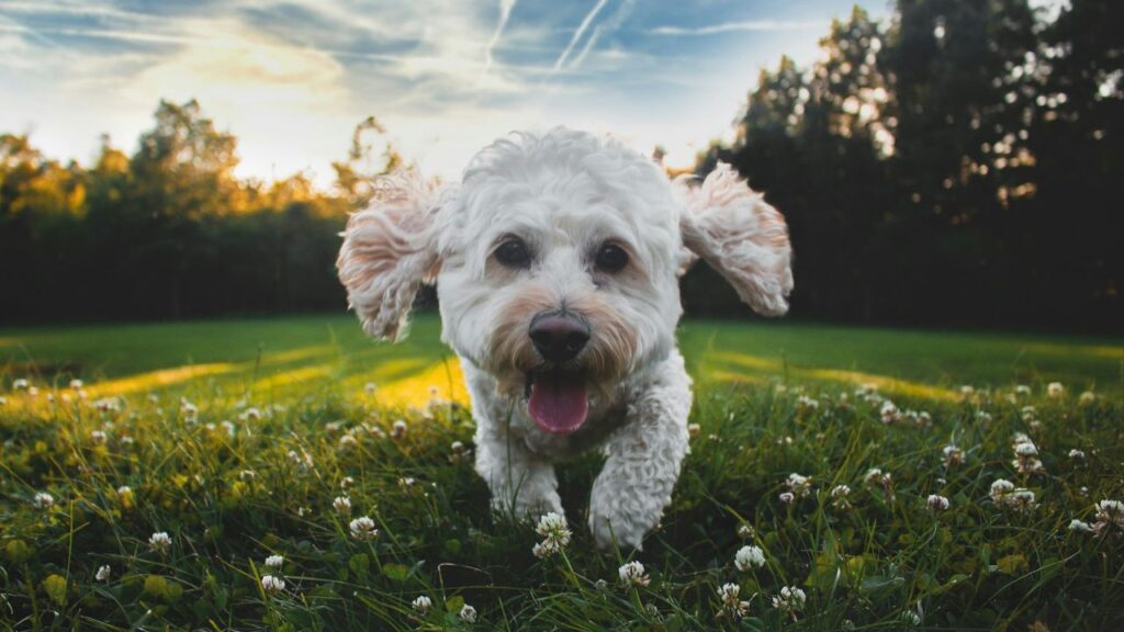 Happy Dog