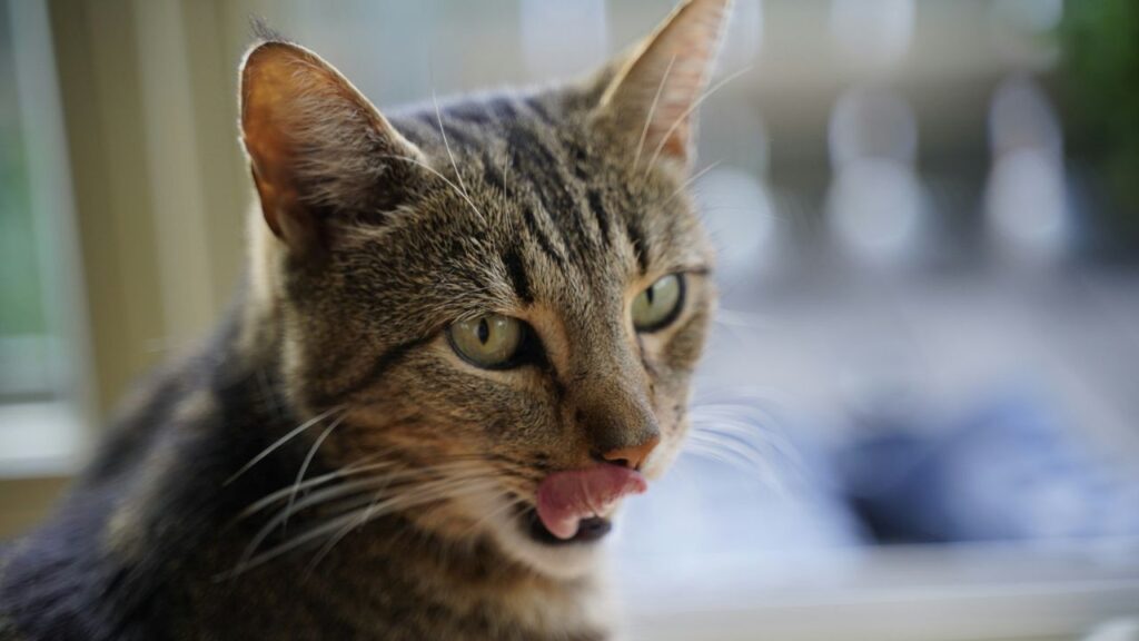Cat Tongue