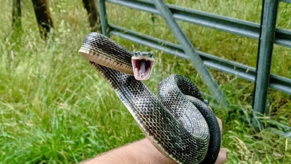 Rat snake