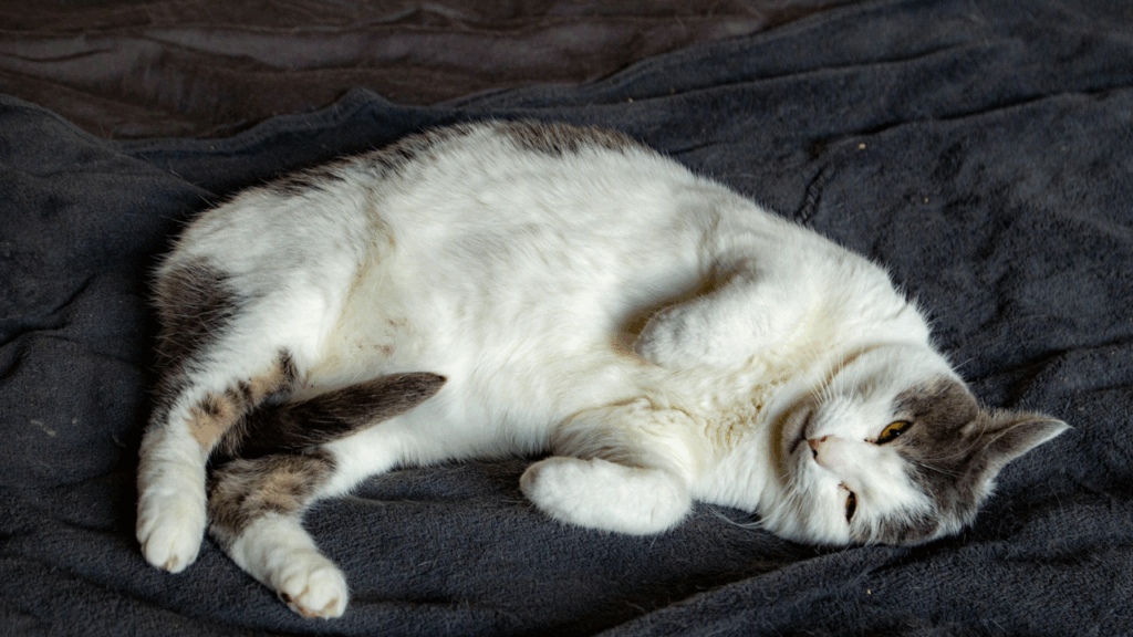 Sick cat