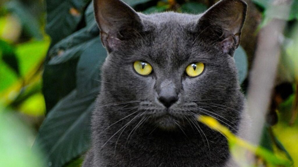 Korat cat