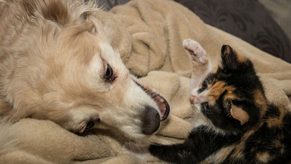 Golden retriever With Cat