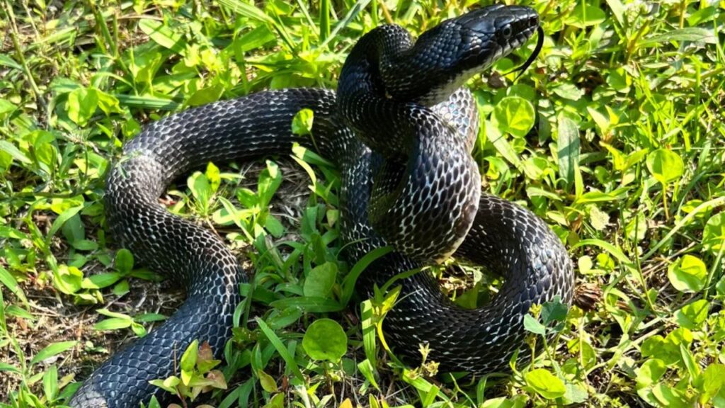 Rat snake
