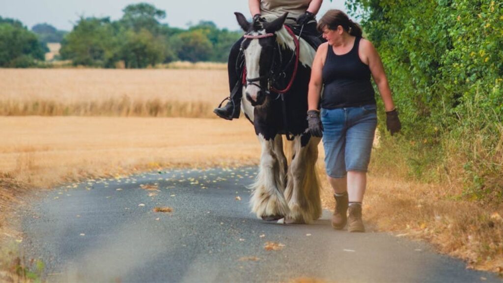 Gypsy Vanner