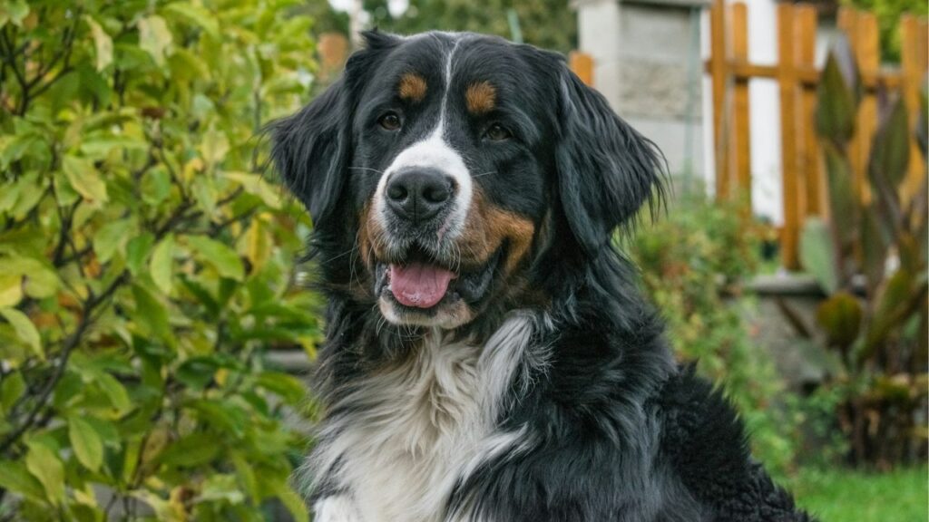 Bernese Mountain Dog