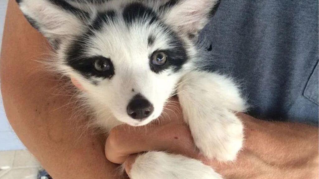 White pet fox