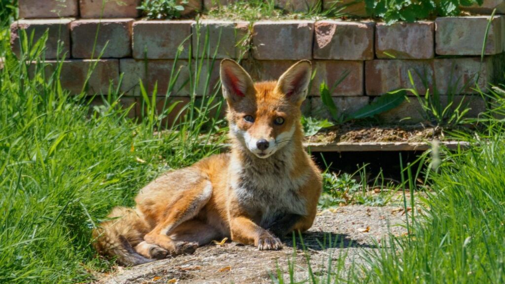 Red pet fox in backyard