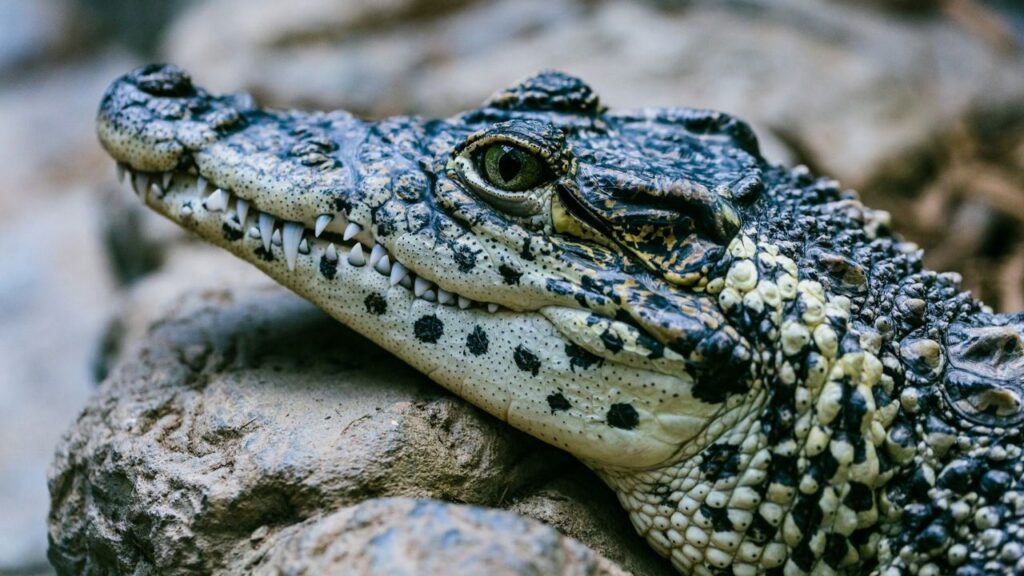 Alligator