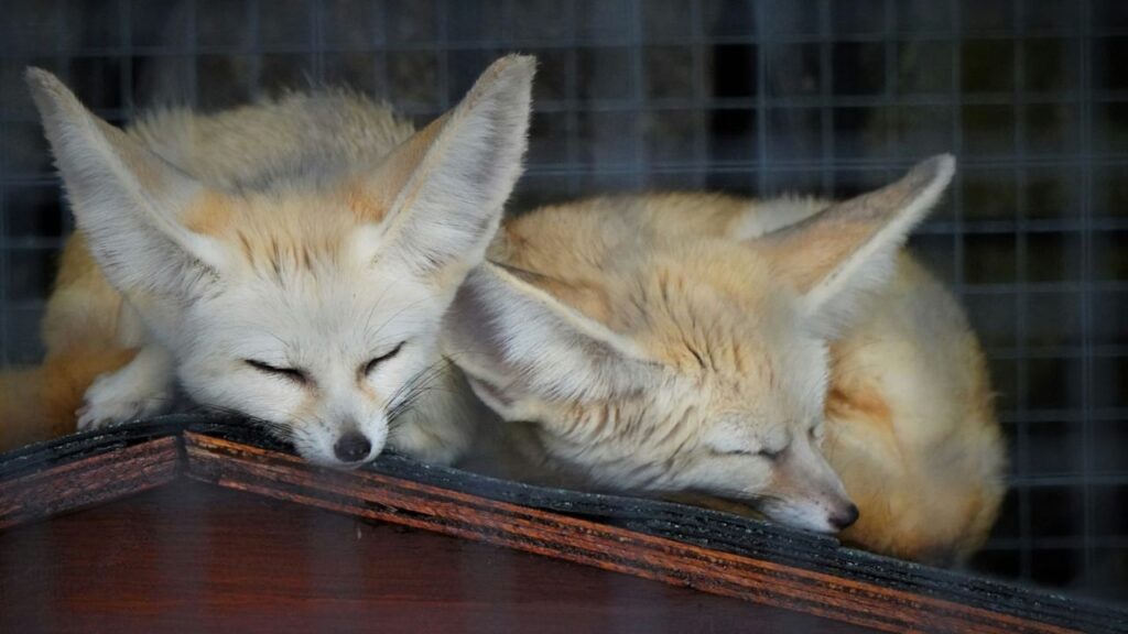 Pet fox
