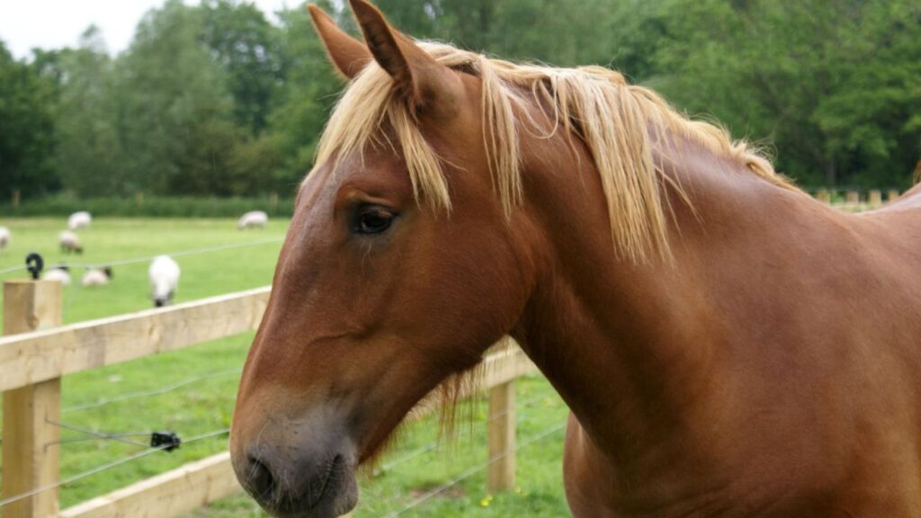 Suffolk Punch