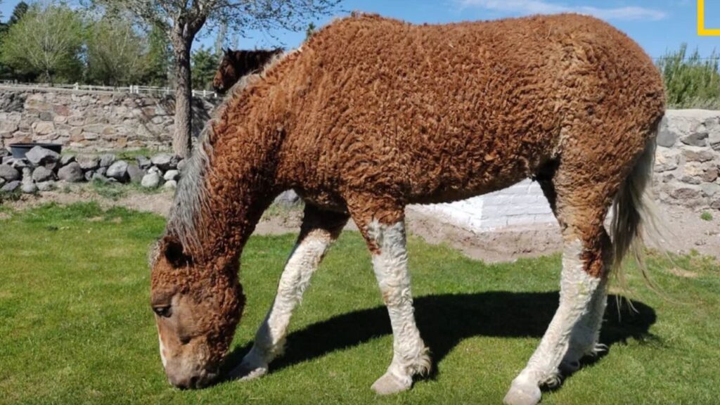 Curly Horse