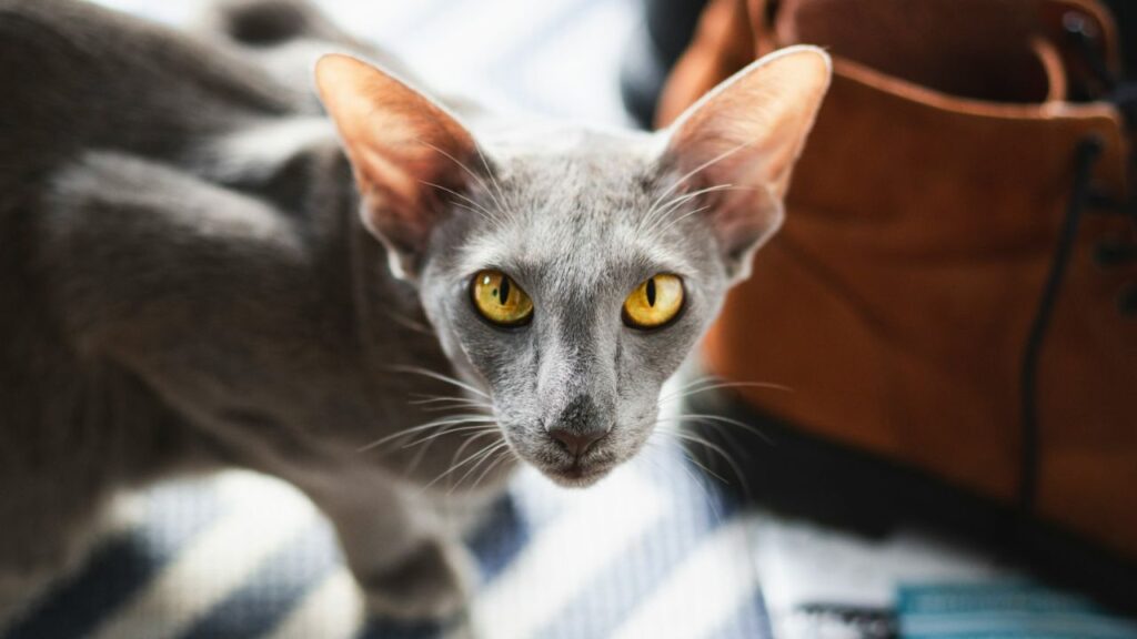Oriental Shorthair