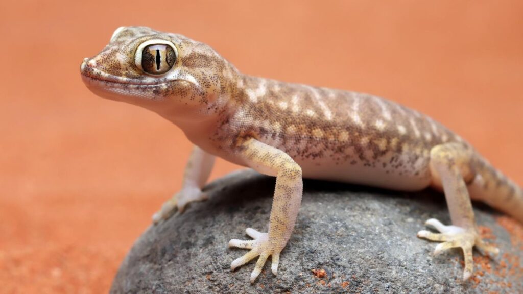 Lizard