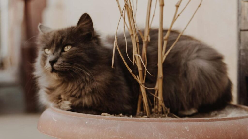 Nebelung