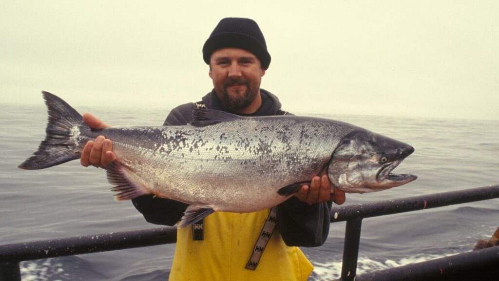 Atlantic Salmon