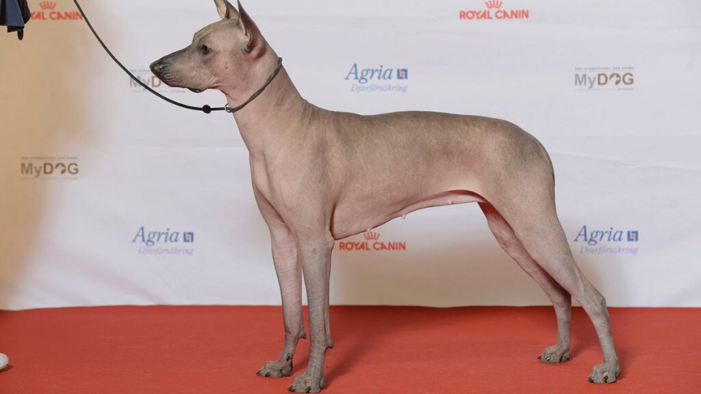 Xoloitzcuintli