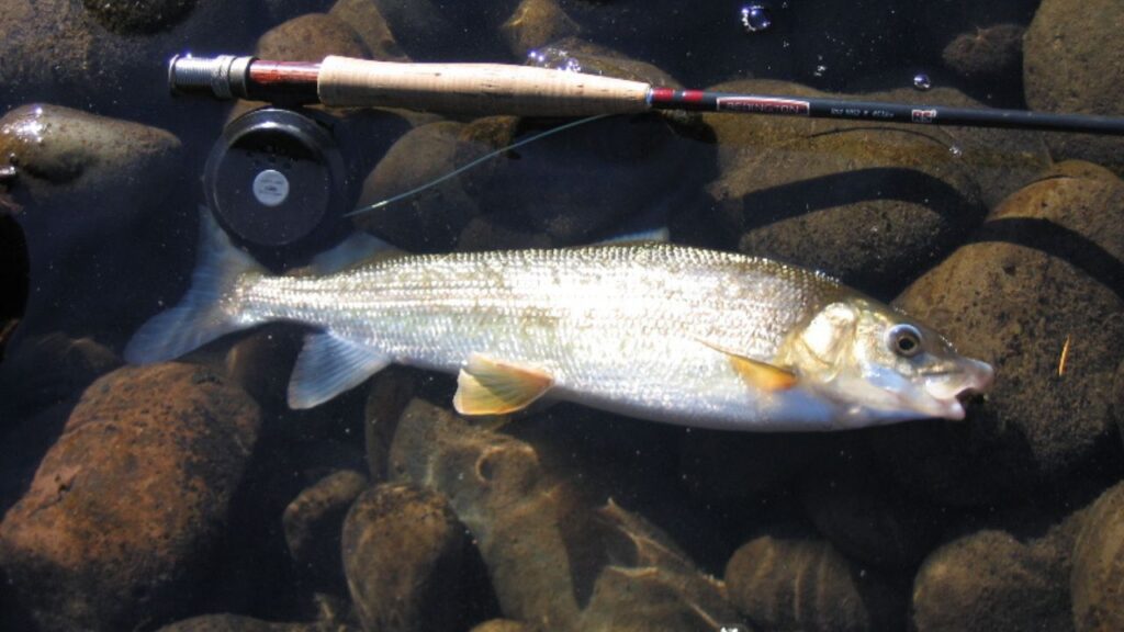 Western Whitefish