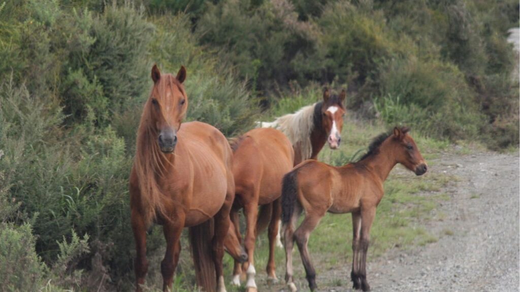 Kaimanawa Horse