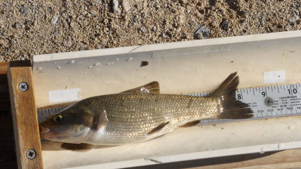 Mohave tui chub