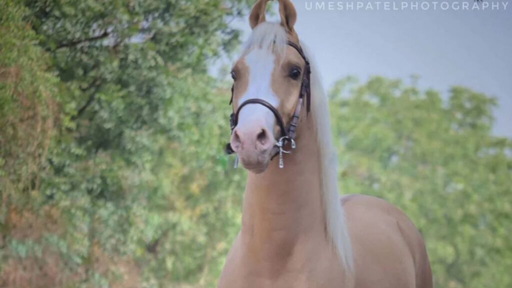 Kathiawari Horse