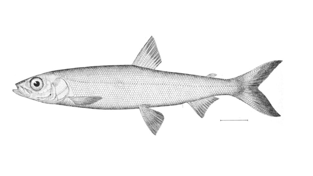 Coregonus hoyi, also known as the bloater