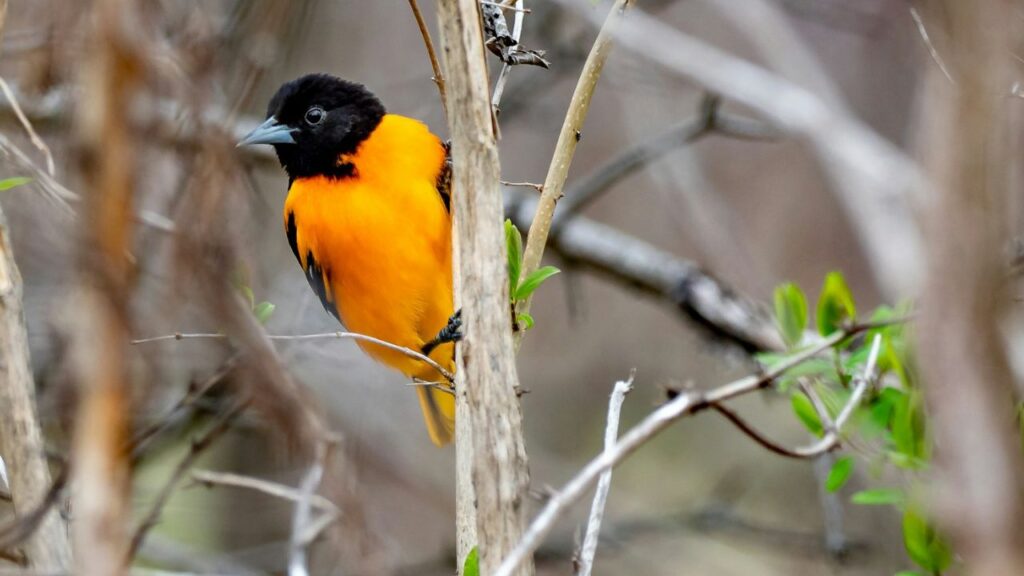 Baltimore Oriole
