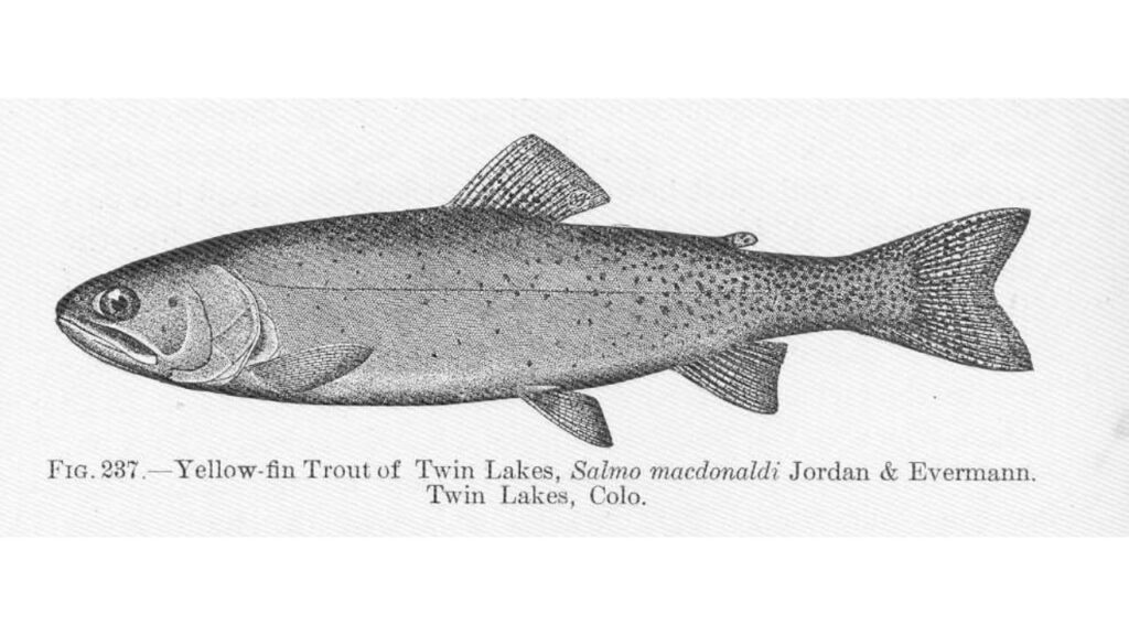 Yellowfin cutthroat trout