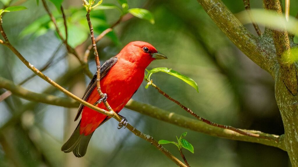 Scarlet Tanager