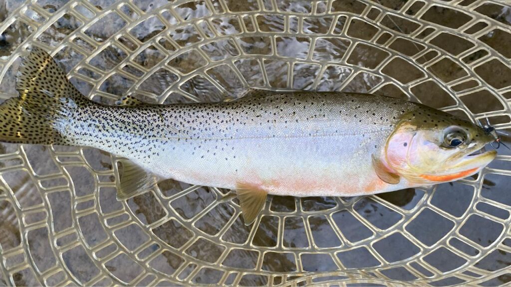St. Joe cutthroat trout