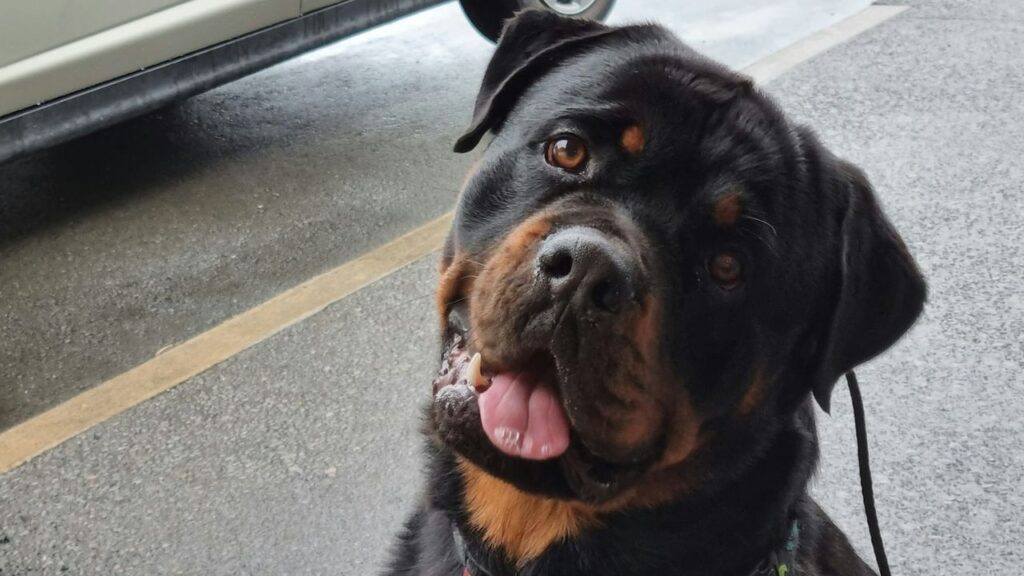 Rottweiler