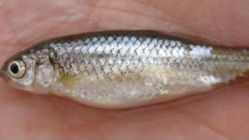 Rio Grande silvery minnow