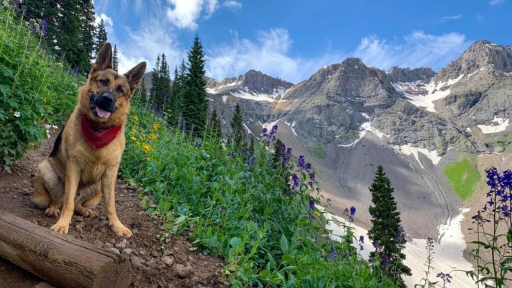 Dog Hiking San Juan National Forest, Colorado, USA