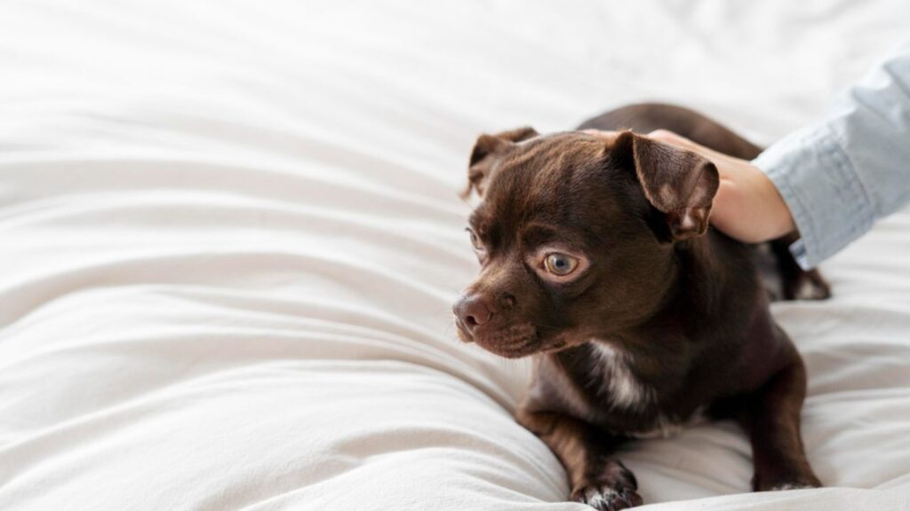 Stressed pet