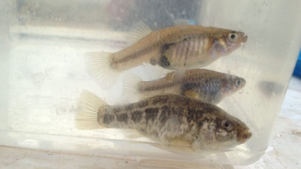 Pecos pupfish