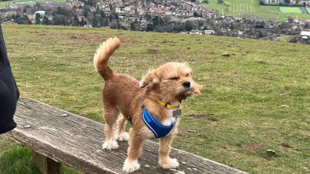 Beacon Hill dog walk