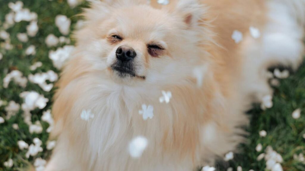Happy dog