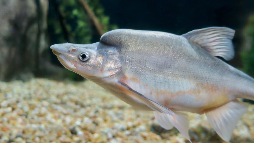 Humpback chub